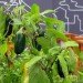 Riverpark Farm, Riverpark Farm nyc, riverpark restaurant, urban farming, urban farm, sustainable food, ore design, thomas kosbau, riverpark restaurant nyc, alexandria center farm