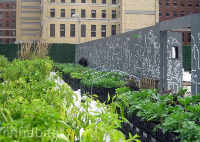 Riverpark Farm, Riverpark Farm nyc, riverpark restaurant, urban farming, urban farm, sustainable food, ore design, thomas kosbau, riverpark restaurant nyc, alexandria center farm