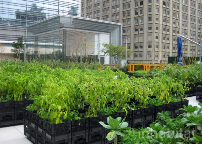 Riverpark Farm, Riverpark Farm nyc, riverpark restaurant, urban farming, urban farm, sustainable food, ore design, thomas kosbau, riverpark restaurant nyc, alexandria center farm