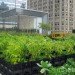 Riverpark Farm, Riverpark Farm nyc, riverpark restaurant, urban farming, urban farm, sustainable food, ore design, thomas kosbau, riverpark restaurant nyc, alexandria center farm