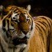greenpeace, Asia pulp and paper, app, mattel, barbie, environmental destruction, indonesian rainforest, rainforest destruction, deforestation, forest stewardship council,