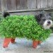 chia pet dog costume, halloween, halloween dog costume, eco costume, diy halloween costume, green design, sustainable design, green halloween, green halloween costume contest