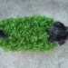 chia pet dog costume, halloween, halloween dog costume, eco costume, diy halloween costume, green design, sustainable design, green halloween, green halloween costume contest