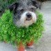 chia pet dog costume, halloween, halloween dog costume, eco costume, diy halloween costume, green design, sustainable design, green halloween, green halloween costume contest