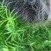 chia pet dog costume, halloween, halloween dog costume, eco costume, diy halloween costume, green design, sustainable design, green halloween, green halloween costume contest