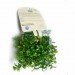 chia pet dog costume, halloween, halloween dog costume, eco costume, diy halloween costume, green design, sustainable design, green halloween, green halloween costume contest
