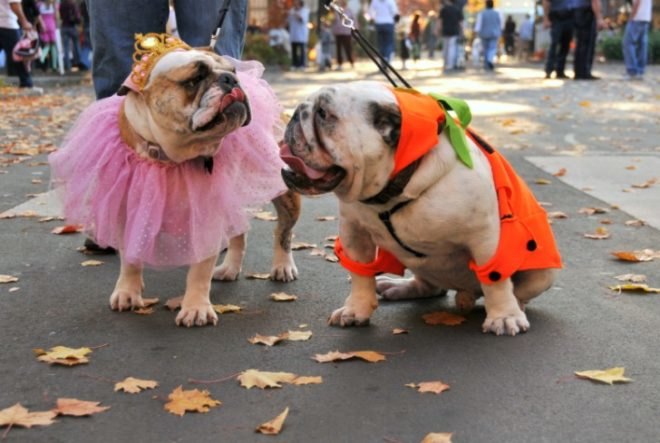 Eco-Friendly Fall Fun in NYC, fall activities, fall food, fall foliage, fall in new york, halloween new york, pumpkin picking nyc, queens country farm museum, haunted houses nyc, fall greenmarket vegetables