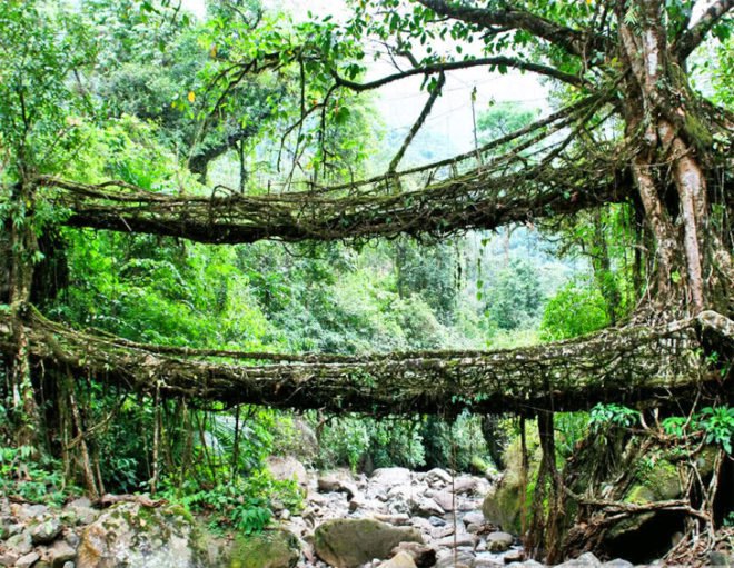 living architecture, root bridges, living root bridges, tree roots, architecture, eco design, sustainable architecture, sustainable design, sustainable building, green design, green building, green architecture, eco design, living bridges of Cherrapunji,