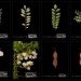 Leafsnap App, leafsnap, smithsonian institute, nyc trees, new york city trees, fall foliage, columbia university, university of maryland, leaf id app