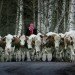 Miina Äkkijyrkkä, finnish sculpter, cow sculptures, car sculptures, used car cows, dairy farming, art,recyled art,