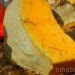 biggest pumpkin, botanical gardens, bronx, fall, fall events, fall events nyc, jim bryson, Jim Bryson biggest pumpkin in the world, New York botanical gardens, news, ny botanical gardens, nyc, nyc events, pumpkin, pumpkin carving, pumpkin events, world’s largest pumpkin, ray villafane