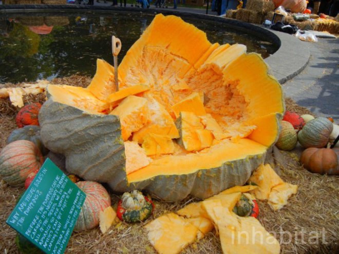 biggest pumpkin, botanical gardens, bronx, fall, fall events, fall events nyc, jim bryson, Jim Bryson biggest pumpkin in the world, New York botanical gardens, news, ny botanical gardens, nyc, nyc events, pumpkin, pumpkin carving, pumpkin events, world’s largest pumpkin, ray villafane