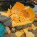 biggest pumpkin, botanical gardens, bronx, fall, fall events, fall events nyc, jim bryson, Jim Bryson biggest pumpkin in the world, New York botanical gardens, news, ny botanical gardens, nyc, nyc events, pumpkin, pumpkin carving, pumpkin events, world’s largest pumpkin, ray villafane