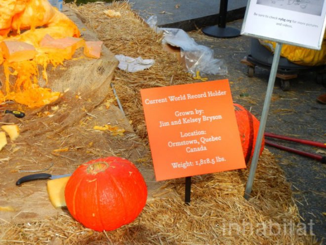 biggest pumpkin, botanical gardens, bronx, fall, fall events, fall events nyc, jim bryson, Jim Bryson biggest pumpkin in the world, New York botanical gardens, news, ny botanical gardens, nyc, nyc events, pumpkin, pumpkin carving, pumpkin events, world’s largest pumpkin, ray villafane