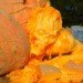 biggest pumpkin, botanical gardens, bronx, fall, fall events, fall events nyc, jim bryson, Jim Bryson biggest pumpkin in the world, New York botanical gardens, news, ny botanical gardens, nyc, nyc events, pumpkin, pumpkin carving, pumpkin events, world’s largest pumpkin, ray villafane