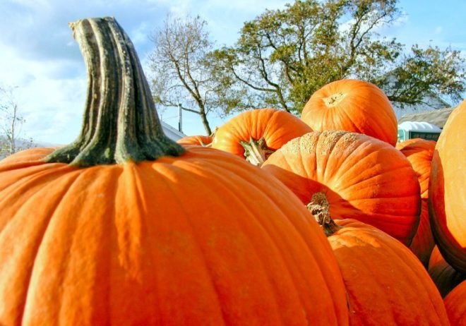 Eco-Friendly Fall Fun in NYC, fall activities, fall food, fall foliage, fall in new york, halloween new york, pumpkin picking nyc, queens country farm museum, haunted houses nyc, fall greenmarket vegetables