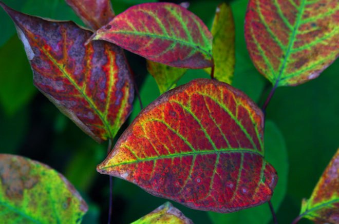 Leafsnap App, leafsnap, smithsonian institute, nyc trees, new york city trees, fall foliage, columbia university, university of maryland, leaf id app