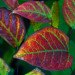 Leafsnap App, leafsnap, smithsonian institute, nyc trees, new york city trees, fall foliage, columbia university, university of maryland, leaf id app