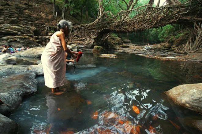 living architecture, root bridges, living root bridges, tree roots, architecture, eco design, sustainable architecture, sustainable design, sustainable building, green design, green building, green architecture, eco design, living bridges of Cherrapunji,