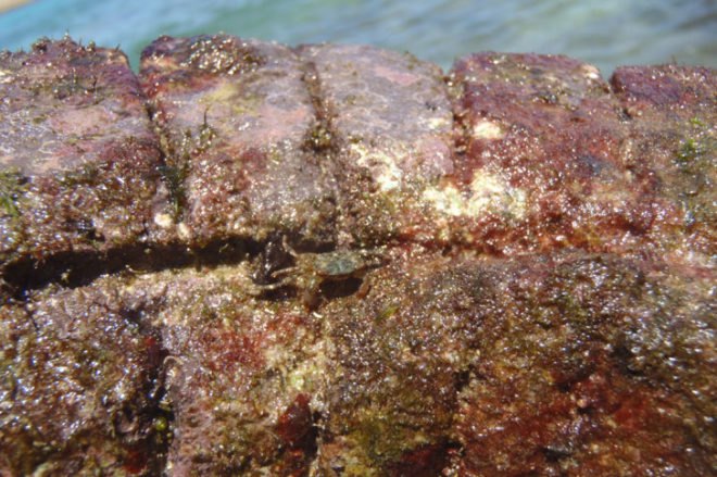searc, econcrete, marine infrastructure, shoreline degradation, environmentally active infrastructure, shimrit perkol-finkel, ido sella, rip rap habitat