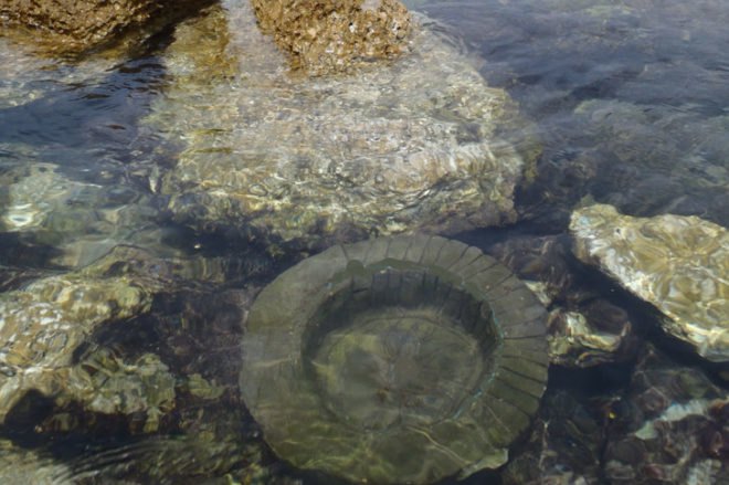 searc, econcrete, marine infrastructure, shoreline degradation, environmentally active infrastructure, shimrit perkol-finkel, ido sella, rip rap habitat