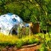 The Dome Garden, geodesic domes, eco-tourism, eco-travel, wood burner, locally sourced materials, recycled glass, London, England, glamping, camping, green design, sustainable design, eco-design, solar panels, dome tents, insulation, rainwater harvesting
