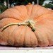 pumpkin, fall, pumpkin carving, botanical gardens, ny botanical gardens, New York botanical gardens, news, Jim Bryson biggest pumpkin in the world, nyc events, pumpkin events, fall events, fall events nyc, bronx, nyc,