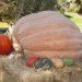 pumpkin, fall, pumpkin carving, botanical gardens, ny botanical gardens, New York botanical gardens, news, Jim Bryson biggest pumpkin in the world, nyc events, pumpkin events, fall events, fall events nyc, bronx, nyc,