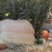 pumpkin, fall, pumpkin carving, botanical gardens, ny botanical gardens, New York botanical gardens, news, Jim Bryson biggest pumpkin in the world, nyc events, pumpkin events, fall events, fall events nyc, bronx, nyc,