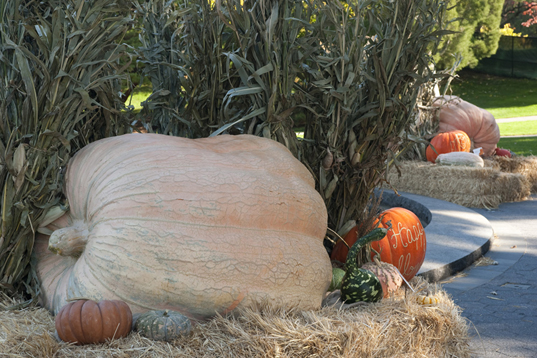 pumpkin, fall, pumpkin carving, botanical gardens, ny botanical gardens, New York botanical gardens, news, Jim Bryson biggest pumpkin in the world, nyc events, pumpkin events, fall events, fall events nyc, bronx, nyc,