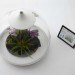 Biome Terrarium, Samuel Wilkinson, ipad controlled, smartphone controlled, terrarium, interactive object