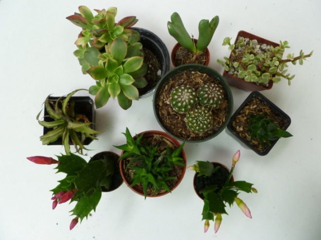 DIY Terrariums, terrariums, how to make a terrarium, diy, green gift, green diy,