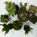 DIY Terrariums, terrariums, how to make a terrarium, diy, green gift, green diy,