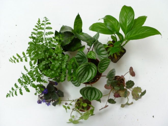 DIY Terrariums, terrariums, how to make a terrarium, diy, green gift, green diy,