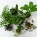 DIY Terrariums, terrariums, how to make a terrarium, diy, green gift, green diy,