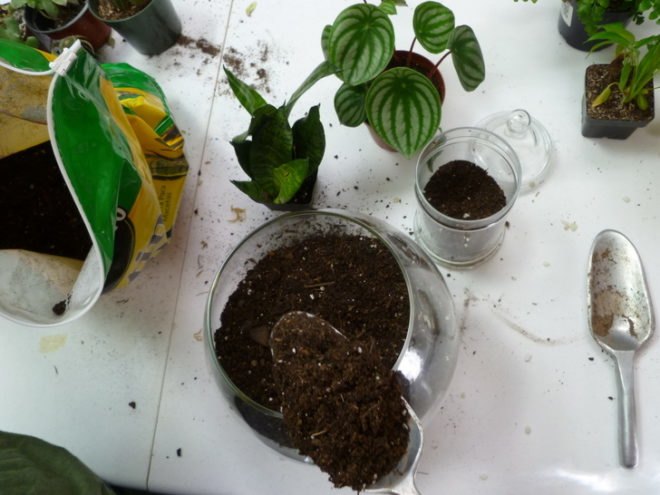DIY Terrariums, terrariums, how to make a terrarium, diy, green gift, green diy,