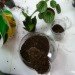 DIY Terrariums, terrariums, how to make a terrarium, diy, green gift, green diy,