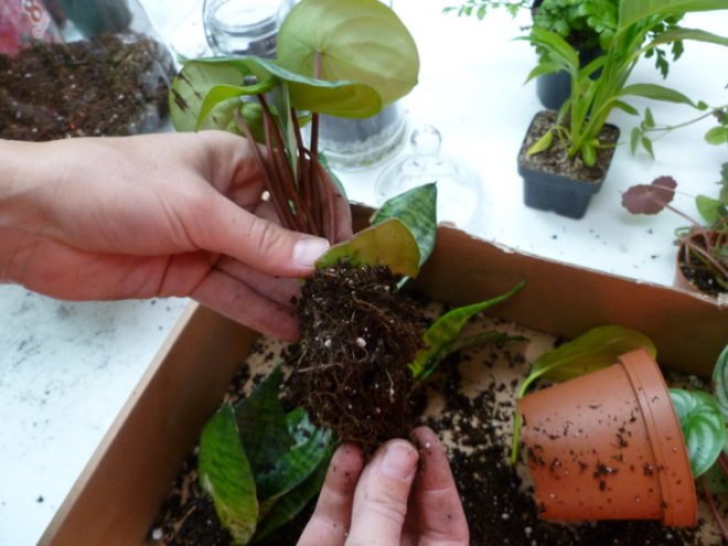 DIY Terrariums, terrariums, how to make a terrarium, diy, green gift, green diy,