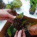 DIY Terrariums, terrariums, how to make a terrarium, diy, green gift, green diy,