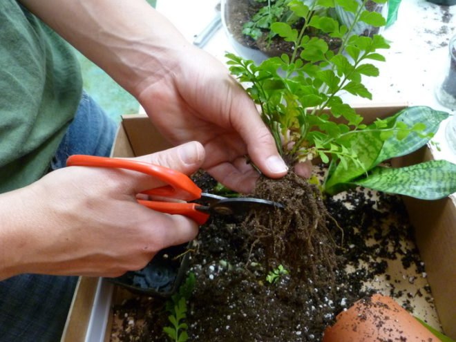 DIY Terrariums, terrariums, how to make a terrarium, diy, green gift, green diy,