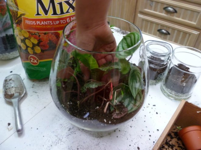 DIY Terrariums, terrariums, how to make a terrarium, diy, green gift, green diy,