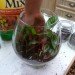 DIY Terrariums, terrariums, how to make a terrarium, diy, green gift, green diy,