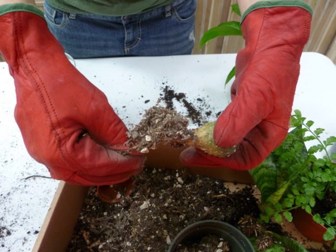 DIY Terrariums, terrariums, how to make a terrarium, diy, green gift, green diy,