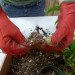 DIY Terrariums, terrariums, how to make a terrarium, diy, green gift, green diy,