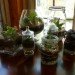 DIY Terrariums, terrariums, how to make a terrarium, diy, green gift, green diy,