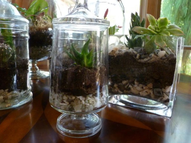 DIY Terrariums, terrariums, how to make a terrarium, diy, green gift, green diy,