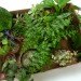 DIY Terrariums, terrariums, how to make a terrarium, diy, green gift, green diy,