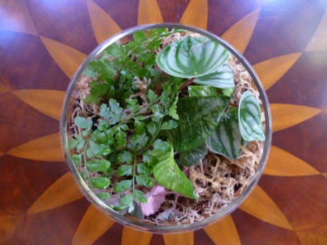 DIY Terrariums, terrariums, how to make a terrarium, diy, green gift, green diy,