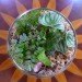 DIY Terrariums, terrariums, how to make a terrarium, diy, green gift, green diy,