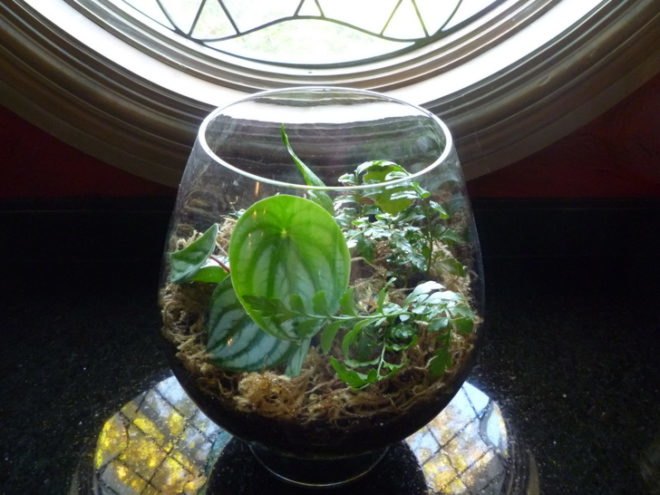 DIY Terrariums, terrariums, how to make a terrarium, diy, green gift, green diy,